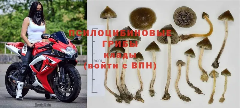 Галлюциногенные грибы Magic Shrooms Миллерово